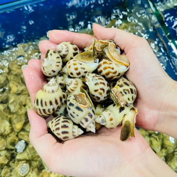 Ốc Hương tươi sống