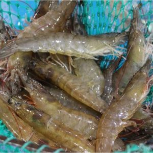 Tôm thẻ tươi sống